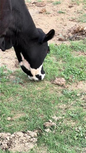 Just One Bite at a Time