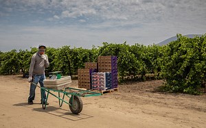From farm to table, immigrants feed America - Cronkite News