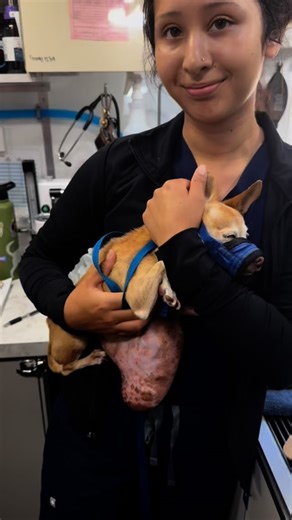 SNIP on Instagram: "喙 It’s exam day aboard **SNIP Medical**, and this little baby needs our help! Next steps: X-Ray 嗢 and off to surgery this weekend. ♥️ If your pet is in need of a wellness exam, don’t hesitate to call ☎️ or text **925-425-8972** to schedule today. Your furry friends deserve the best care!  #SNIPMedical #PetWellness #HealthCheck #HealthyPets #SpayNeuter #PetCare #MakingADifference"