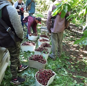 Farmworkers Endure Brutal Conditions During Historic Heat Wave