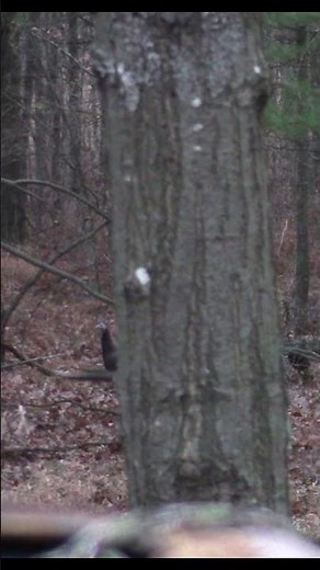Turkey hunting fail