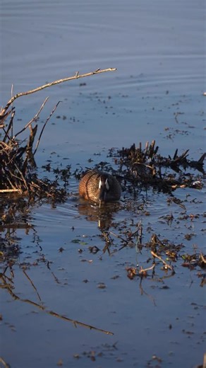 Blue-Winged Teal, in the Meadows. 📍Huntley Meadows Park: Alexandria, Virginia 🗓️10 APRIL 2023 #nature #wildife #duck #birding #naturelovers | Ivyswanderlustlife
