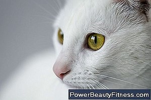 Quels Sont Les Symptômes Des Vers Intestinaux Chez Les Humains? 💪💪 Tout À Propos Des Modes De Vie Sains Et De Remise En Forme - 2025