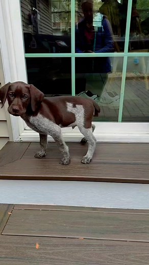 84K views · 2.4K reactions | A great photography 殺 #dog #doglover #doglife#reelsfacebook #germanshorthairedpointer #germanshorthairedpointerworld | German Shorthaired Pointer Lovers | Facebook