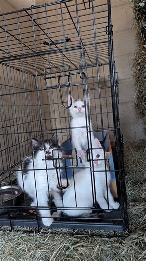 Settling in and having fun | Saddle Up Sport Horses