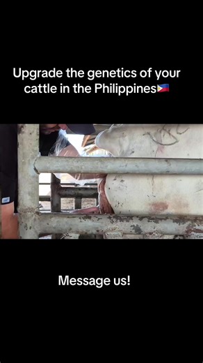 Cattle Breeding in the Philippines! #cattle #breeding #AI #agriculture