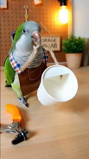 Blue Quaker Parrot Opens DIY Toy Workshop