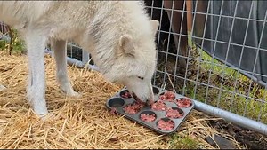 2.5K views · 249 reactions | "If someone were to make a word cloud...