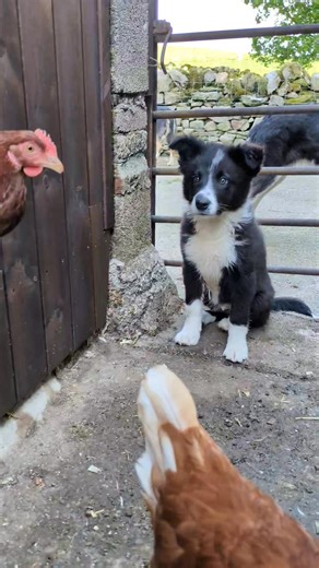 Pup doing well and counting the hens out today.....he's certainly patient at the moment.........just hope he continues like that! Farmers Guardian International Sheep Dog Society Farmers Weekly Irish Farmers Journal #cute #puppylife #puppy #farming #farmlife #bordercollie #sheepdog #farmyardanimals #farmyard #chicken #hens #counting #puppies | Hutchinson Photography