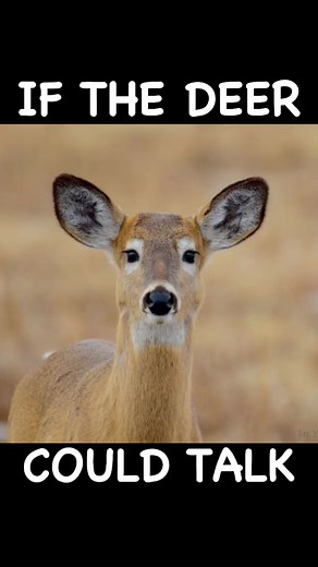 Doe Story 😂 | Bubba Buck Adventures