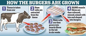 Cultured meat ~ Everything You Need to Know with Photos | Videos