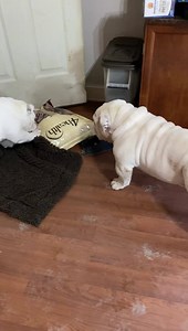 89K views · 3.2K reactions | The daddy carried in the dog food, and was gone like two minutes to get the next load out of the truck. That fast they both were trying to get into the dog food! The mommy was busy trying to clean up the mess the Weed made with the precious bags . It’s just been mayhem around here since we got home - we love it! But oh my poor floor! Oh Augie & Gigi... | Augie Doggy’s Place | Facebook