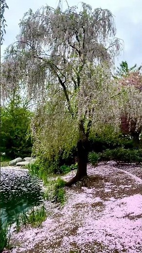Weeping cherry blossoms in Kariya Park, Mississauga, Ontario