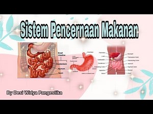 Sistem Pencernaan Makanan | Saluran Pencernaan | Biologi Kelas XI