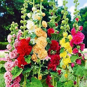400+ Mix Hollyhock Seeds for Planting (Alcea Rosea) Multicolored Double Hollyhock