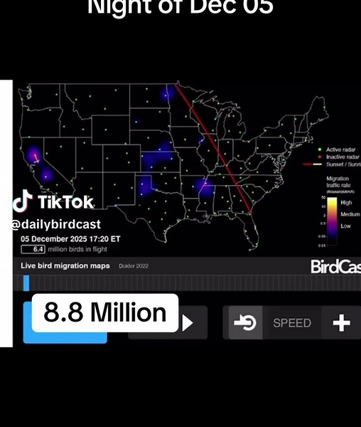 #birds #birdcast #ducks #migration #birders