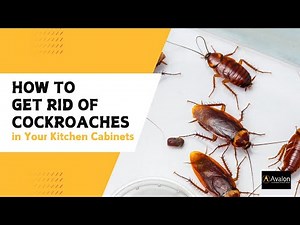 How to Get Rid of Cockroaches in Your Kitchen Cabinets