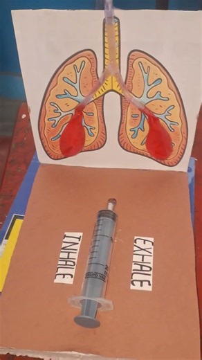 Lungs 3d model. #viral #trending #shorta project #scinece