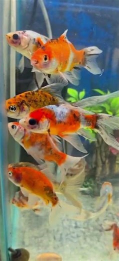 Koi Carp Fish 🐠!🤗#fish #aquarium #youtubeshorts #viral #video