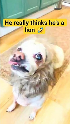 My Dog Pretends to Be a Scary Lion… Then Gets Caught! 🦁😂 #FunnyDog #DogShorts #BaxterAndFriends