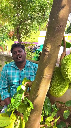 112K views · 2.5K reactions | Vietnam Super Early Jackfruit. Yield : After 2 Yers Yearly : 2 Harvesting #udhayaagri #jack #trendingreelsfb #trendingreels #fbreels | Udhaya Agri | Facebook