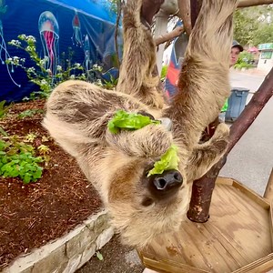 Yavari the sloth is a munching machine! 🦥🦥🦥 | San Antonio Zoo