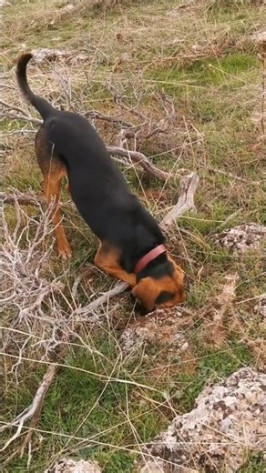 Σκύλος μόνος σκάβει με μανία στο βουνό