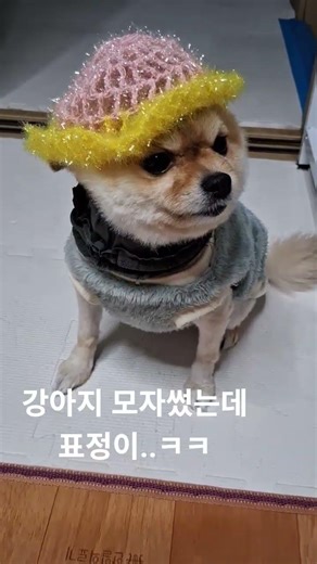 강아지 모자 썼는데 표정이..ㅋㅋ . #강아지 #모자 #모자씬 #표정 #표정연기 #댕댕이 #애완견 #반려견 #댕댕이영상 #강아지영상 #Dog #dogshorts #shorts