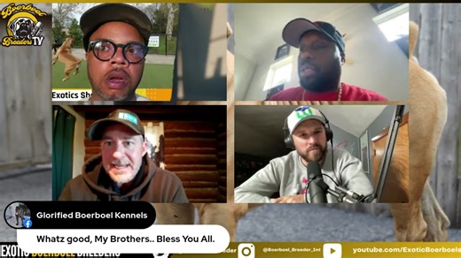 5.1K views · 22 reactions | Puppy Training Hacks Tips and Trick On the BOERBOEL BREAKDOWN AND DISCUSSION #BoerboelBreakdown #PuppyTrainingTips #BoerboelPuppies #TrainingBoerboels #NewPuppyGuide #BoerboelTraining #PuppyHealth #DogTrainingBasics #BoerboelFamily #EarlyPuppyTraining | Boerboel Breeders Ohio | Facebook