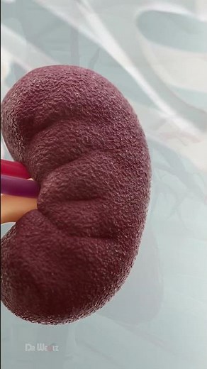 What Happens to Your Body When You Drink Coconut Water Everyday