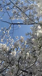 3.1K views · 405 reactions | Please enjoy beautiful Sakura  This is early blooming Sakura tree. More and more coming soon!殺 | Kazue, Your Japanese Guide | Facebook