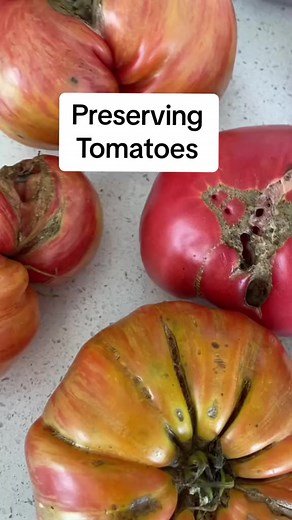 20K views · 203 reactions | I prefer freezing as a way to preserve my homegrown tomatoes. This process allows me to pull out a few tomatoes at a time, thaw and use in my future cooking. I will hopefully end up with 5-6 gallon bags of frozen tomatoes by the end of the season. I use these in salsas, chili, stews, tomato sauce, stir fry, etc. #homegrowntomatoes #tomatoharvest #longervideos #gardenharvest | Very good gardening | Facebook
