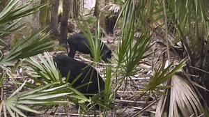 black feral hogs in wooded palm tree central florida forest uprooting soil to look for food