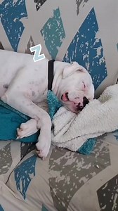 68K views · 2.9K reactions | When your dog wants to sleep in...you just walk away slowly...let sleeping dogs lay.. #boxerdog #whiteboxer #dogs | Its a Boxer Dog Life | Facebook