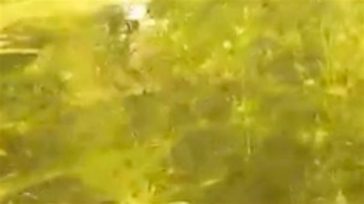 Police raid cannabis farm in sleepy hamlet