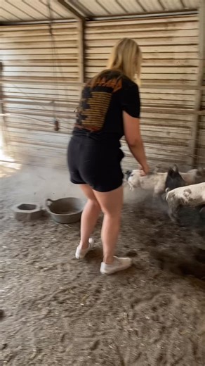 Catching pigs yesterday, this is the best way to buy meat #pigs #pigfarming #raisingmeat #raisingpigs #duroccross #mangalitsa #mangalitsapork #mangalitsapig #pork #organicpork | Lil Patch Of Heaven