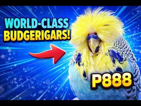 World-Class Budgerigars | Inside Pierre Swart's Champion Bloodlines