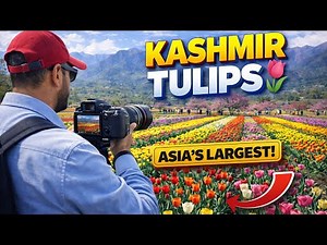 You Won’t Believe This Place Exists 😍 Kashmir Tulip Garden Full Tour🌷🌷 Tulip Garden Full Video 2026
