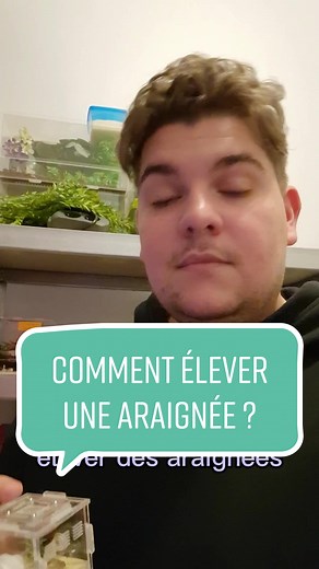 Comment élever une araignée : conseils pratiques
