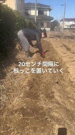 ミョウガ植え付け#無肥料 #家庭菜園 #ミョウガ