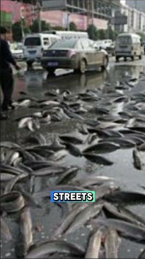 A place where fish fall from the sky