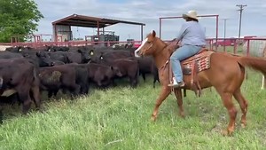 Tate is sorting cows from their calves! There’s never a dull day on the ranch! | Schumacher Cattle, LLC