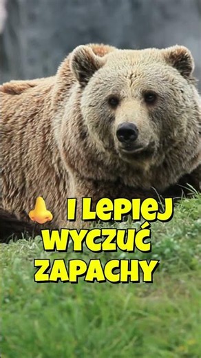 🐻 Why do grizzlies stand on their hind legs? #pets #animals #nature