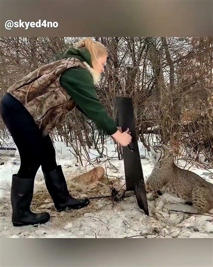 Wild Cat Rescue Story #shorts #viral