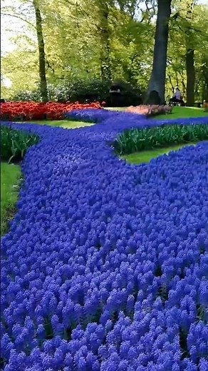 Millions of Tulips in One Place 🌷 Keukenhof Gardens