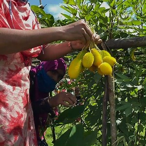 700 reactions · 32 shares | আজ গ্রামীণ নারী দিবস! ‍ সমস্ত কৃষক...