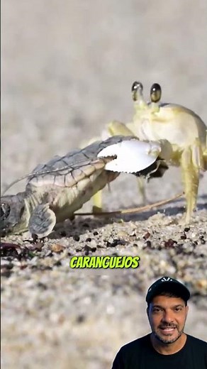The Secret of the Turtles!! #curiosities