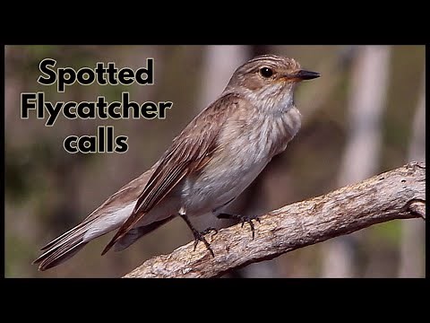Spotted Flycatcher calls