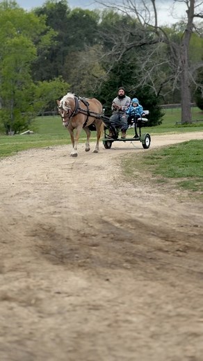 If you’re looking for a fun Haflinger that does it all, here is Iris! She is 10yrs old and 14.2hh | Draft &Sport Horses