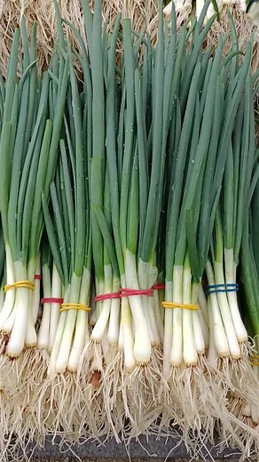 Onion Harvesting Process: Fresh Produce from the Garden